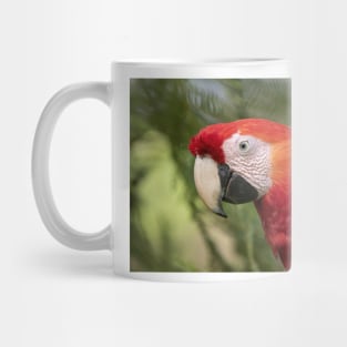 Scarlet Macaw - Costa Rica Mug